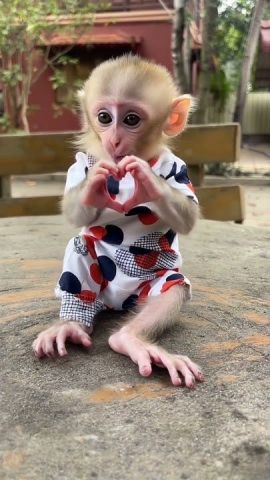 Small Capuchin Monkey