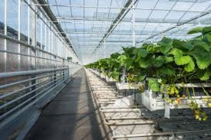 استشاري الزراعة الحديثة والهيدروبونيك – عرض خدمات استشارية 3