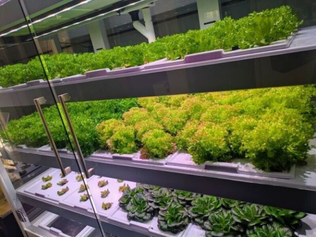 استشاري الزراعة الحديثة والهيدروبونيك – عرض خدمات استشارية