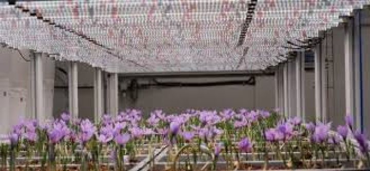 استشاري الزراعة الحديثة والهيدروبونيك – عرض خدمات استشارية 2