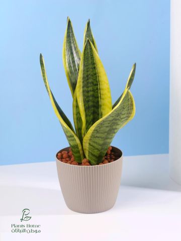  نباتات الزينة الداخلية من موطن النباتات