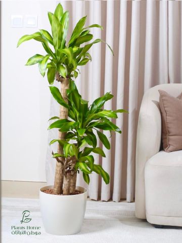  نباتات الزينة الداخلية من موطن النباتات 2