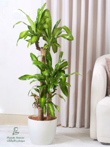  نباتات الزينة الداخلية من موطن النباتات 3
