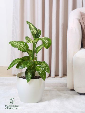  نباتات الزينة الداخلية من موطن النباتات 4