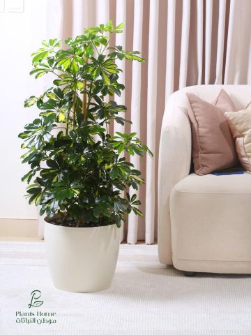  نباتات الزينة الداخلية من موطن النباتات 5