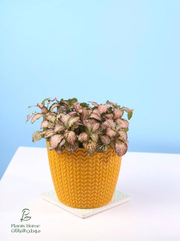  نباتات الزينة الداخلية من موطن النباتات 6