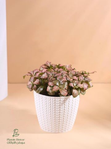  نباتات الزينة الداخلية من موطن النباتات 7