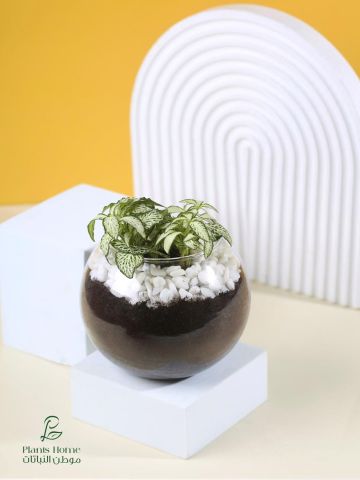  نباتات الزينة الداخلية من موطن النباتات 8