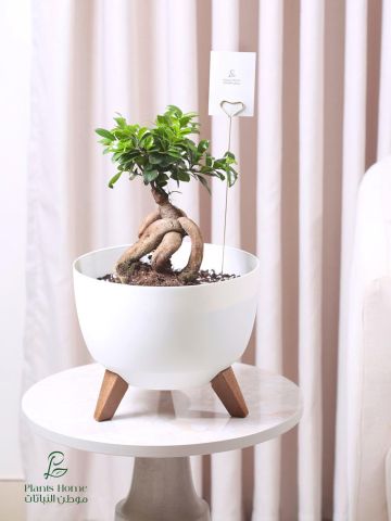  نباتات الزينة الداخلية من موطن النباتات 9