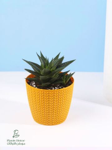  نباتات الزينة الداخلية من موطن النباتات 10