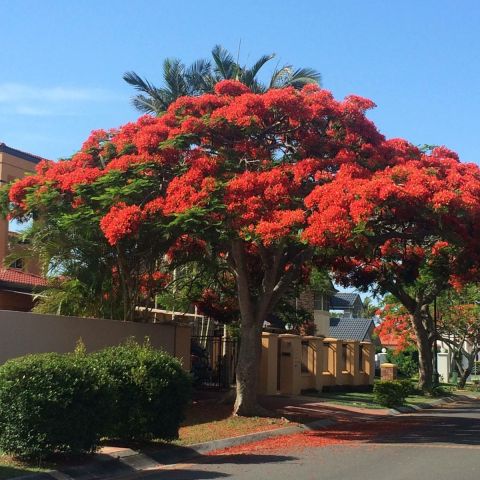 نباتات الزينة الخارجية من موطن النباتات 3