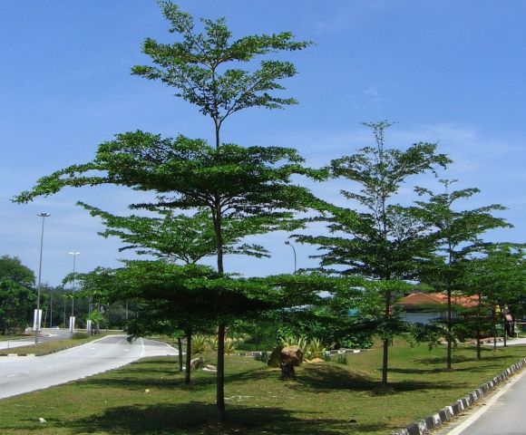 نباتات الزينة الخارجية من موطن النباتات 4