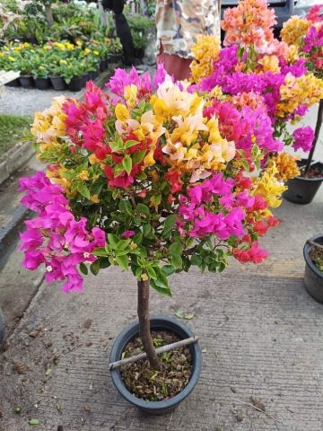 نباتات الزينة الخارجية من موطن النباتات 6