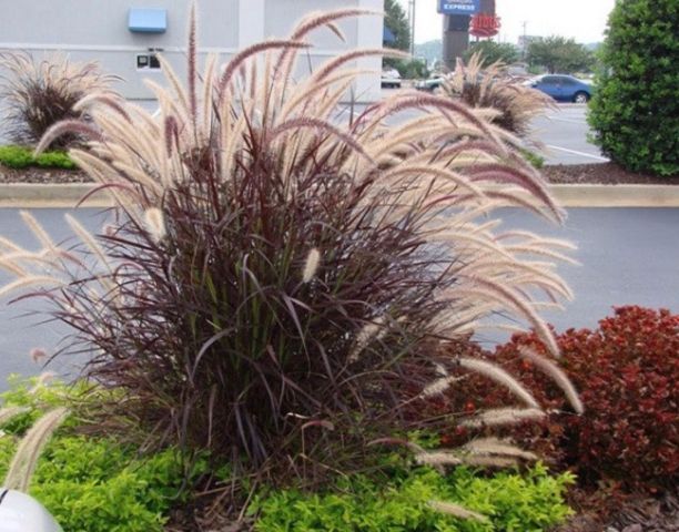 نباتات الزينة الخارجية من موطن النباتات 7