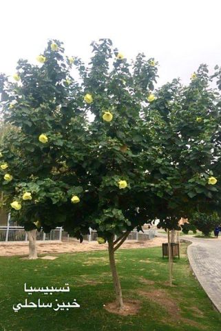 نباتات الزينة الخارجية من موطن النباتات 9