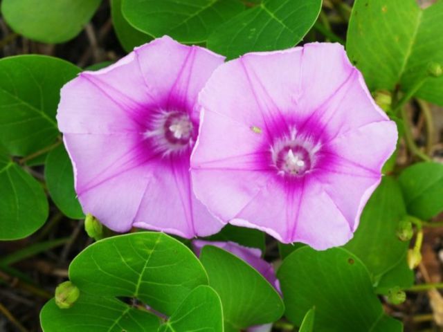 نباتات الزينة الخارجية من موطن النباتات 10