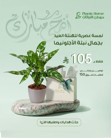 هدايا نباتات العيد من موطن النباتات 2