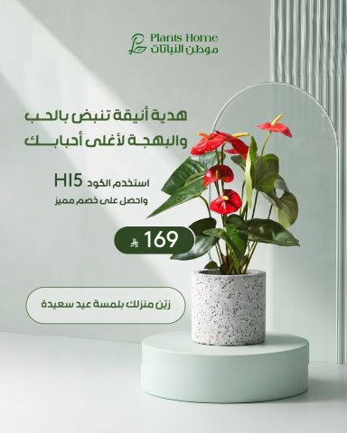 هدايا نباتات العيد من موطن النباتات 4