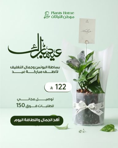 هدايا نباتات العيد من موطن النباتات 9
