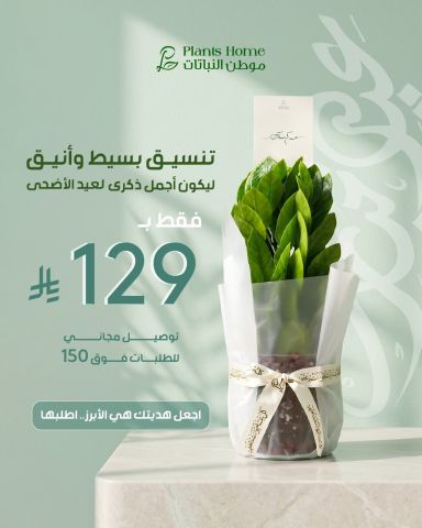 هدايا نباتات العيد من موطن النباتات 10