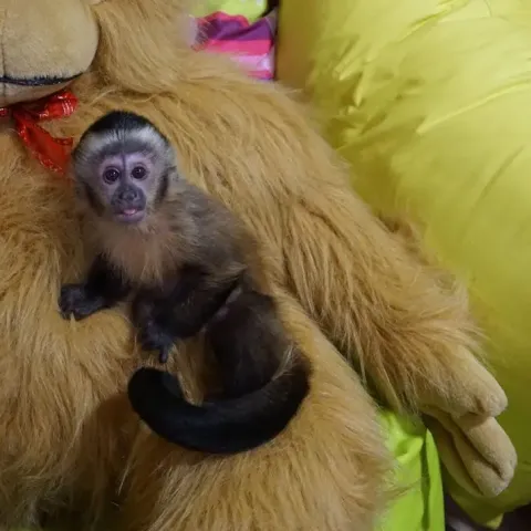 Available Capuchin Monkey For Sale 
