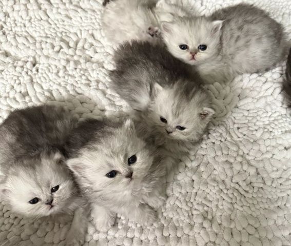 GCCF registered silver Persian (chinchilla) kittens