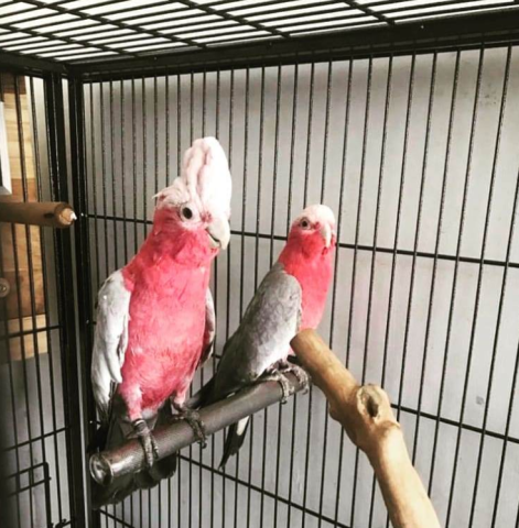 Parrots  Galah Cockatoo
