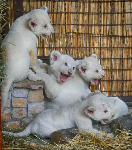 Rare white lion cubs in gulf state for sale. 