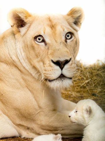 Rare white lion cubs in gulf state for sale.  2