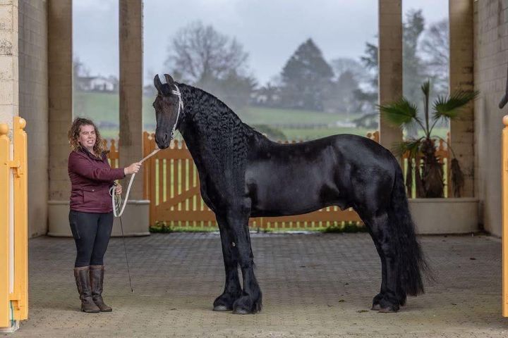 Purveyor of Quality Frisian
