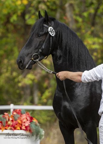Purveyor of Quality Frisian 2