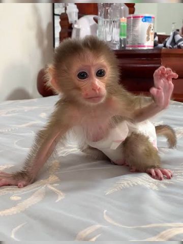 Outstanding Capuchin Monkeys