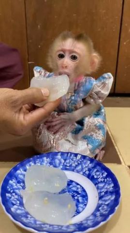 Two Capuchin Monkeys for Sale