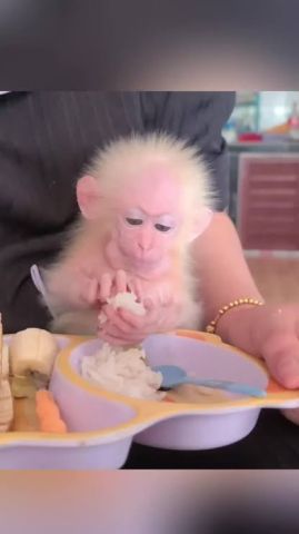 Cupuchin Monkey for Adoption