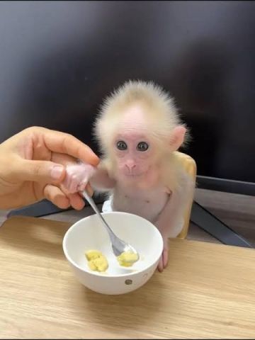 Months Old Female Monkey
