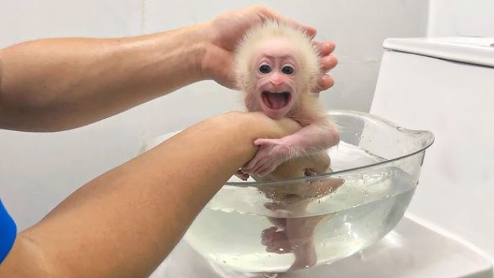 Outstanding Capuchin Monkeys