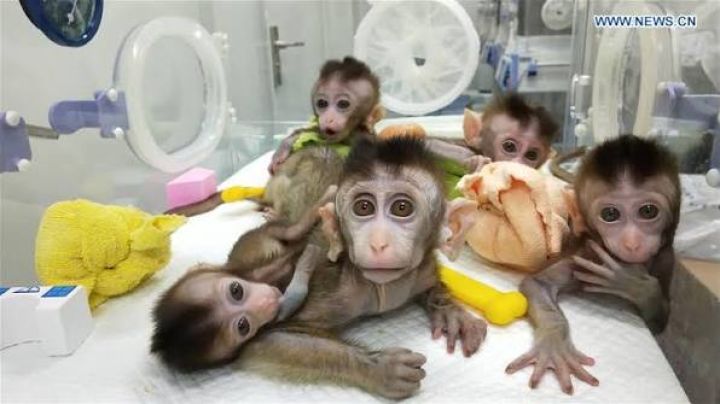 Two Capuchin Monkeys