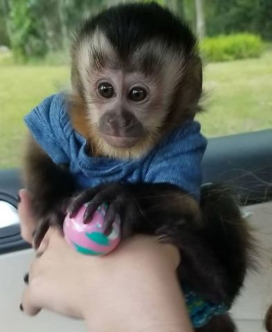  Gorgeous Capuchin Monkeys Now Available
