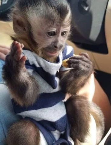 Capuchin Monkeys For Sale