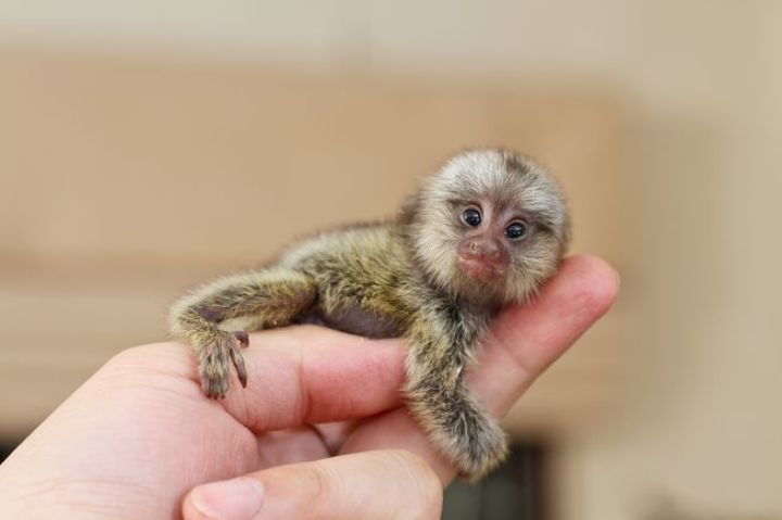 Marmoset Monkeys Male and Female for Sale