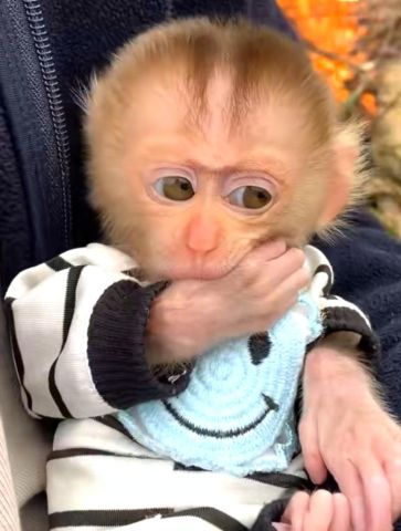 Capuchin Monkeys for Adoption