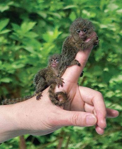 Finger Marmoset Monkeys for Adoption