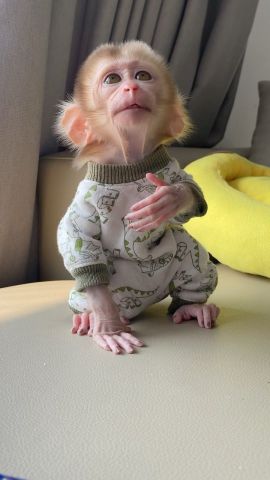  Splendid Capuchin Monkeys