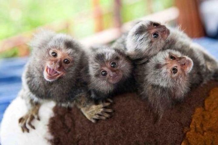 Female Marmoset Monkey for Sale