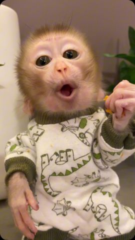 Lovely Baby Capuchin Monkeys 