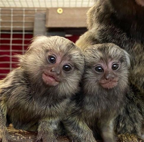 Marmoset Monkeys for Adoption
