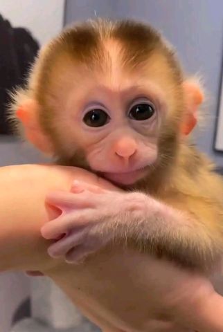  Adorable and Sweet Capuchin Monkey