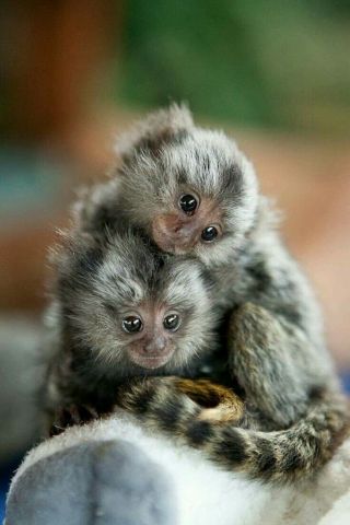 Marmoset Monkeys for Re-homing
