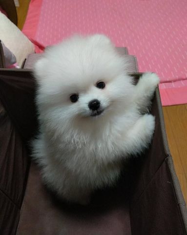 Pomeranian puppies for adoption 