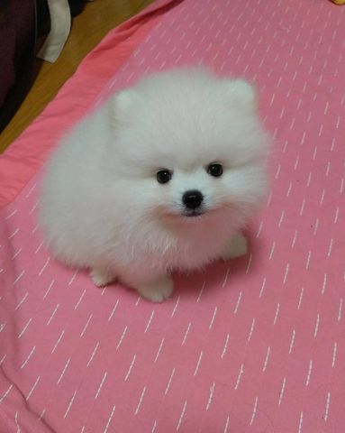 Pomeranian puppies for adoption  3